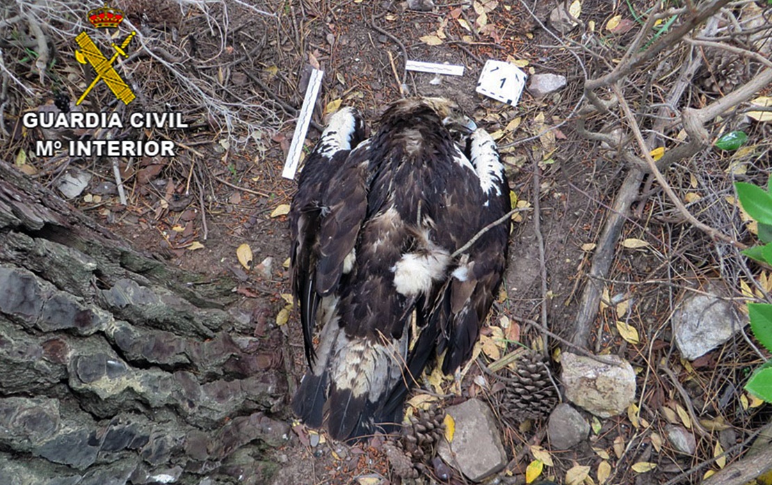 Tres detenidos y dos investigados por el envenenamiento de aves en peligro de extinción