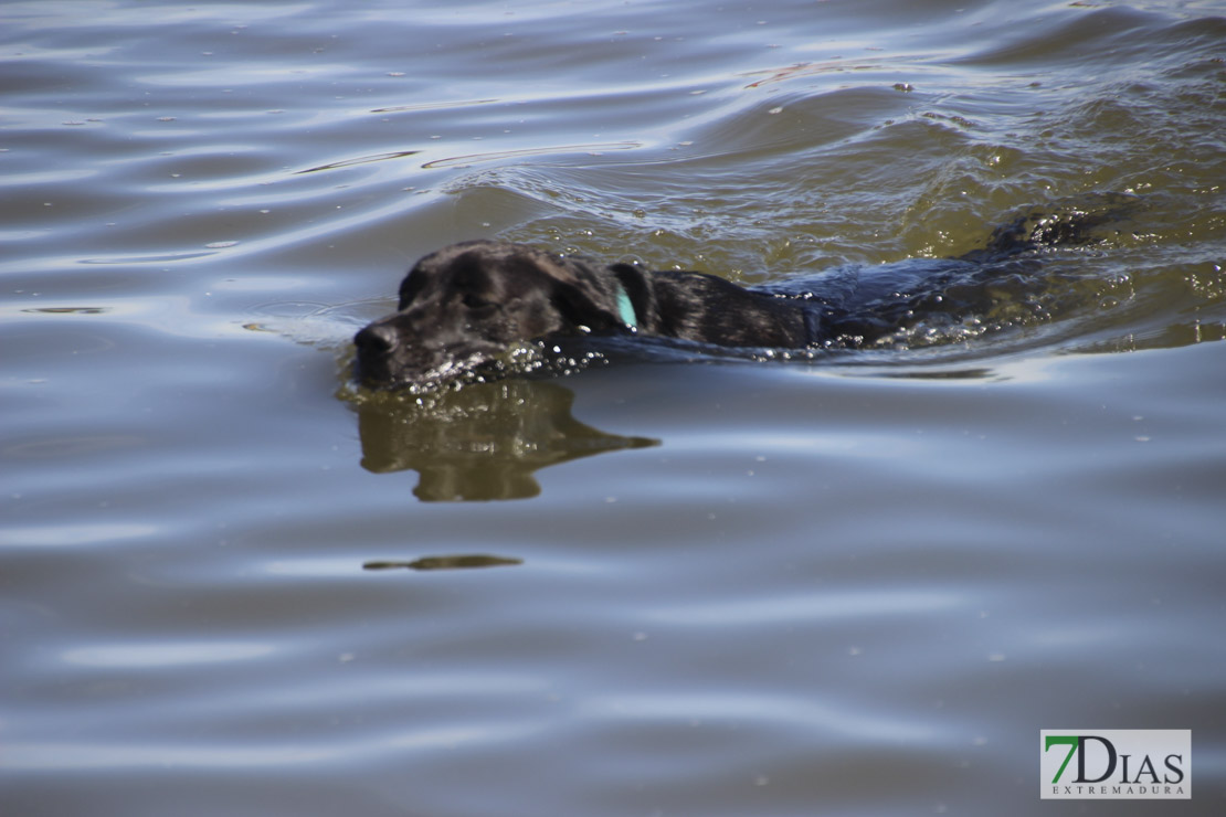 Imágenes de la II Travesía Canina en Badajoz
