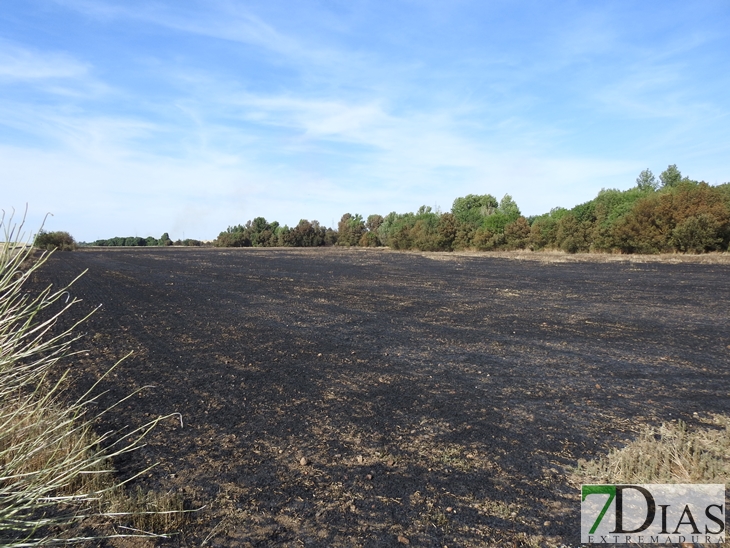 Un incendio arrasa 200 hectáreas de plantaciones en La Albuera