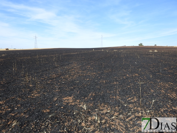 Un incendio arrasa 200 hectáreas de plantaciones en La Albuera