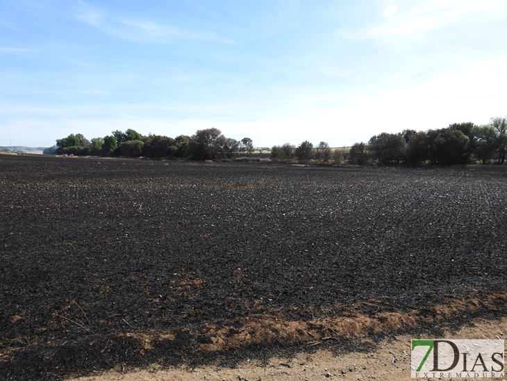 Un incendio arrasa 200 hectáreas de plantaciones en La Albuera