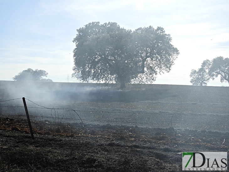 Un incendio arrasa 200 hectáreas de plantaciones en La Albuera