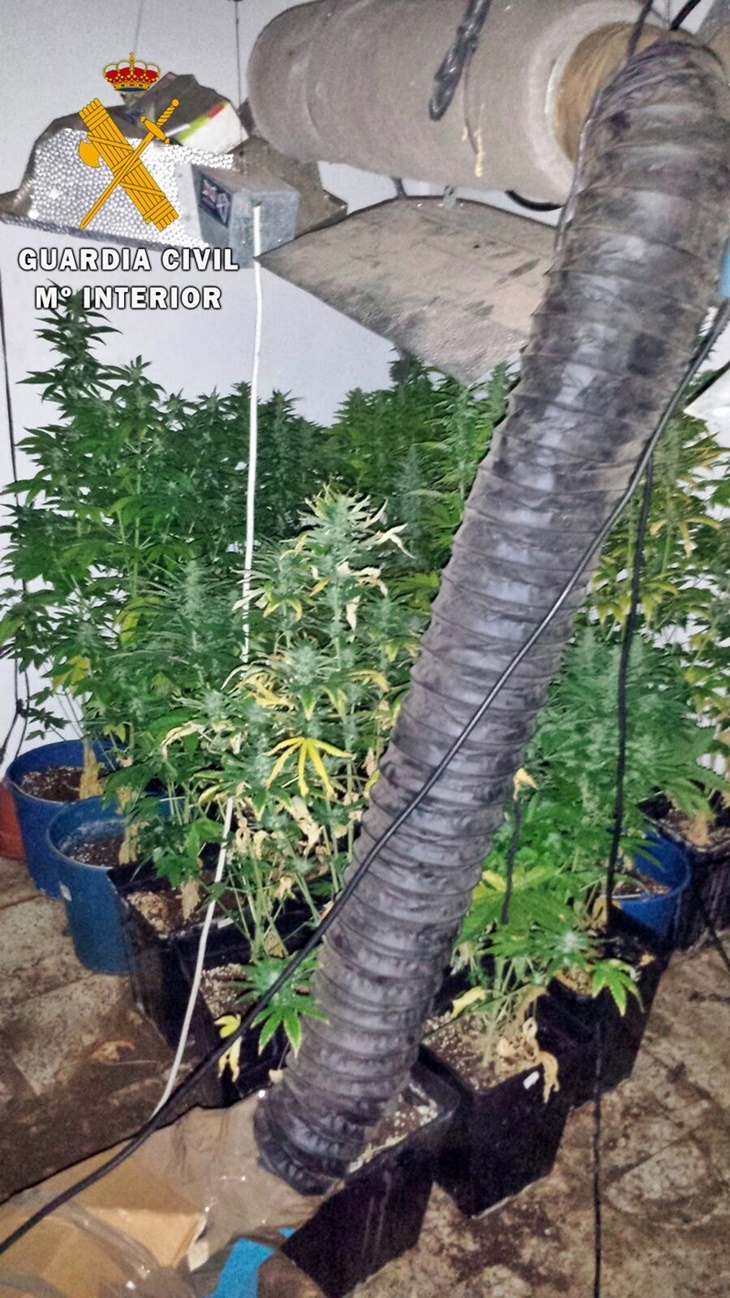 Desmantelados dos puntos de cultivo y venta de marihuana en Alburquerque