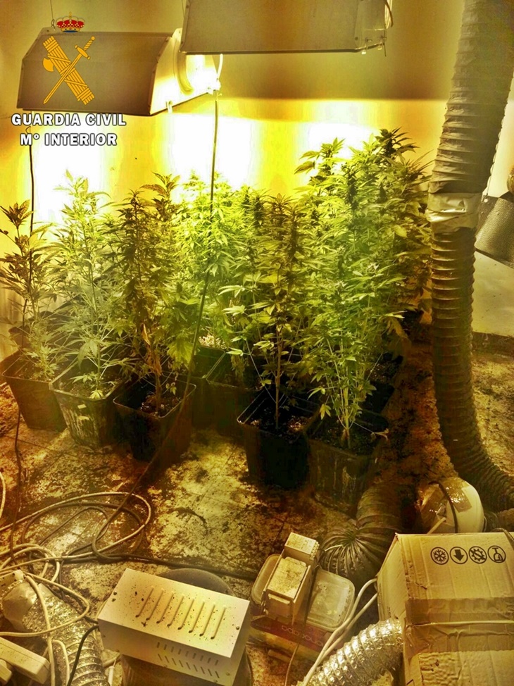 Desmantelados dos puntos de cultivo y venta de marihuana en Alburquerque