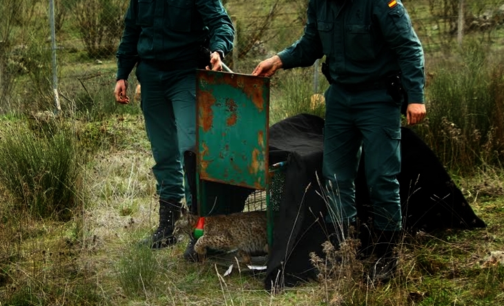 Hallan muerto un ejemplar de lince ibérico en Extremadura
