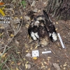 Tres detenidos y dos investigados por el envenenamiento de aves en peligro de extinción