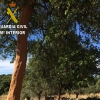 Investigan el robo de corcho en cinco fincas de la provincia de Cáceres