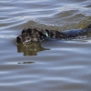 Imágenes de la II Travesía Canina en Badajoz