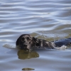 Imágenes de la II Travesía Canina en Badajoz