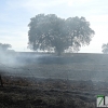 Un incendio arrasa 200 hectáreas de plantaciones en La Albuera