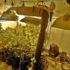 Desmantelados dos puntos de cultivo y venta de marihuana en Alburquerque