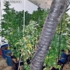 Desmantelados dos puntos de cultivo y venta de marihuana en Alburquerque