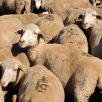 Ampliado el pastoreo de ovino como prevención contra incendios