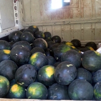 Intervienen una tonelada y media de frutas y verduras en el mercadillo