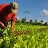 Asaja: “Los políticos se han olvidado del sector agrario en el Debate”