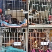 La Diputación facilitará las adopciones de perros abandonados