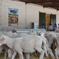 La Cocosa subastará ganado ovino puro merino