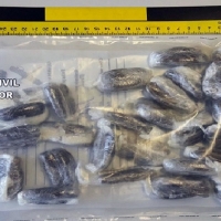 Detenido el pasajero de un autobús con 27 bellotas de hachís