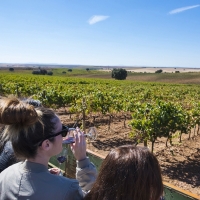 Gran momento para los vinos D.O. Ribera del Guadiana