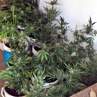 Localizan una plantación de marihuana en una finca de Villanueva del Fresno