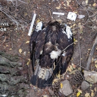 Tres detenidos y dos investigados por el envenenamiento de aves en peligro de extinción