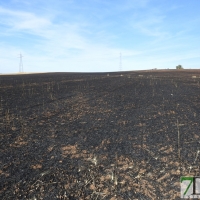 Un incendio arrasa 200 hectáreas de plantaciones en La Albuera