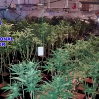 Desmantelada una importante plantación de marihuana en Malpartida de Plasencia