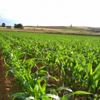 Extremadura es la tercera región en producción de maíz