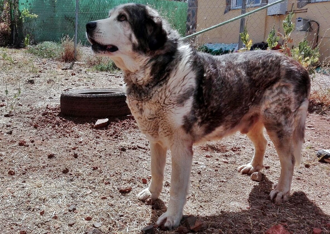 Diputación activa la página web para la adopción de perros abandonados