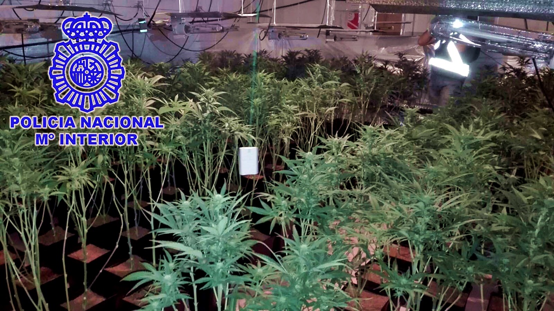 Desmantelada una importante plantación de marihuana en Malpartida de Plasencia