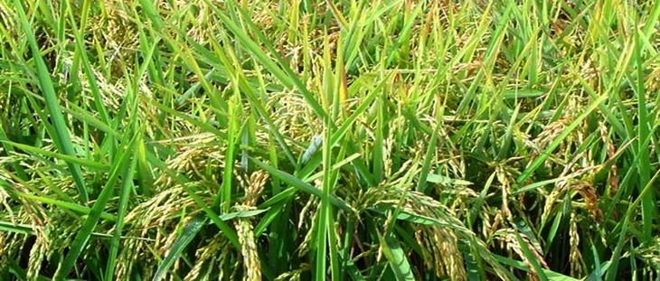 La Unión exige la autorización del Tricicazol para el tratamiento del arroz