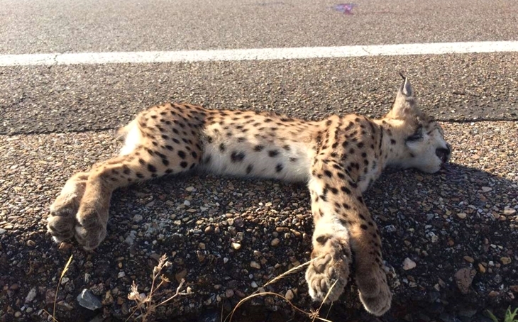 Muere atropellado un lince ibérico en la provincia pacense