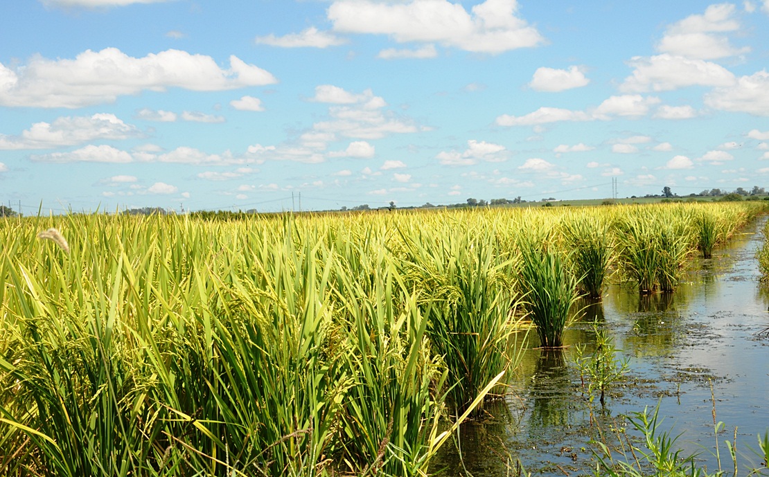 Extremadura pierde más de 4.000 has de plantaciones de arroz