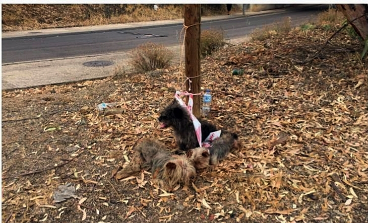 Salvan a 3 perros que estaban atados a un árbol en Badajoz