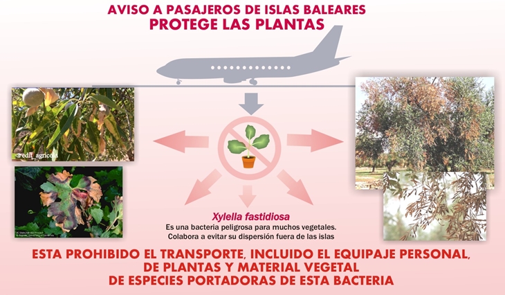 La Junta alerta sobre la bacteria Xylella