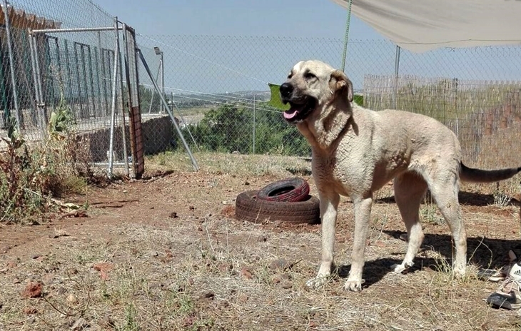 Una veintena de perros encuentran nuevo hogar durante los últimos días