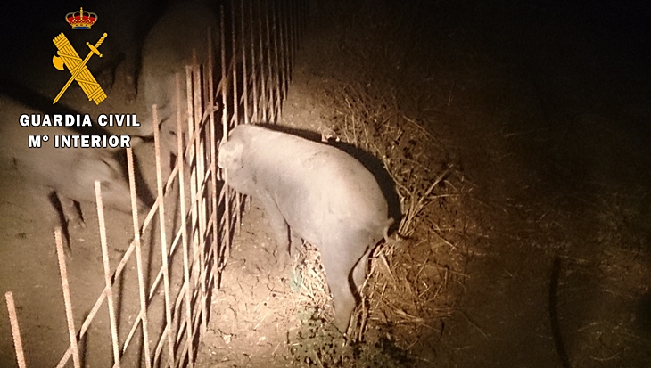 La Guardia Civil detiene a 3 personas por robar ganado porcino