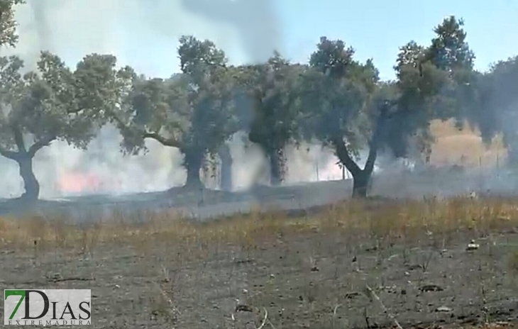 Incendio en una dehesa entre Valverde y Almendral (Badajoz)