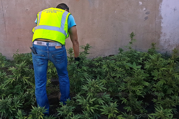 Detenido por tener en su casa una plantación de marihuana y 40 piezas arqueológicas