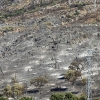 Imágenes del día después en la sierra de San Serván