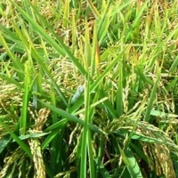 La Unión exige la autorización del Tricicazol para el tratamiento del arroz