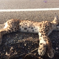 Muere atropellado un lince ibérico en la provincia pacense