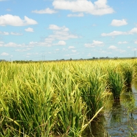 Extremadura pierde más de 4.000 has de plantaciones de arroz