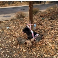 Salvan a 3 perros que estaban atados a un árbol en Badajoz
