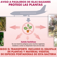 La Junta alerta sobre la bacteria Xylella