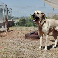 Una veintena de perros encuentran nuevo hogar durante los últimos días