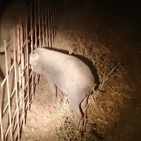 La Guardia Civil detiene a 3 personas por robar ganado porcino