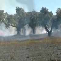 Incendio en una dehesa entre Valverde y Almendral (Badajoz)