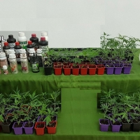 Detenido por un delito de cultivo y tráfico de drogas en la provincia de Cáceres