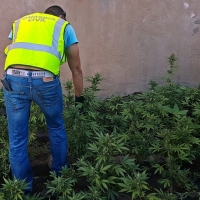 Detenido por tener en su casa una plantación de marihuana y 40 piezas arqueológicas